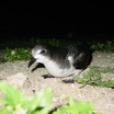 Bonin Petrel